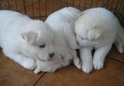  Siberian husky puppires
