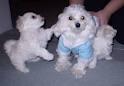 Xmas home trained maltese Puppies now available
